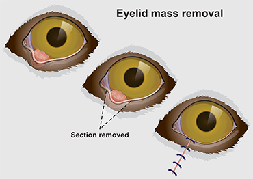 Dog eyelid skin tag sale