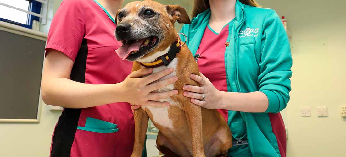 Bailey at the Pet Hospital after she had recovered