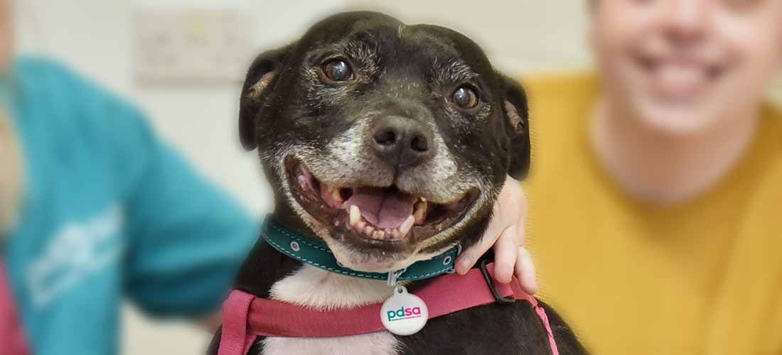 Marley the Staffie after making a full recovery