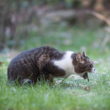 A tabby cat vomiting