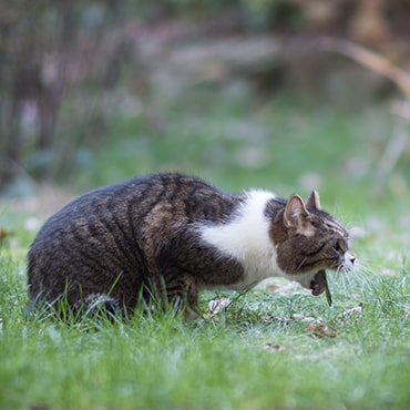 Vomiting In Cats Pdsa Vomiting In Cats Pdsa