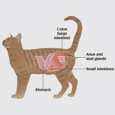 An illustration of a cat's stomach, intestines and anus 
