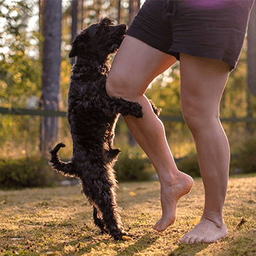 A small black dog humping the leg of a man in shorts