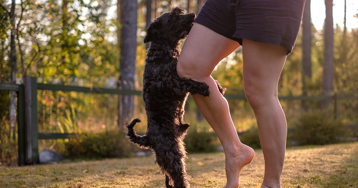 Why is my puppy humping