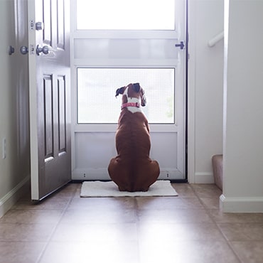 A brown dog sitting on a tiled floor looking out through a white porch door