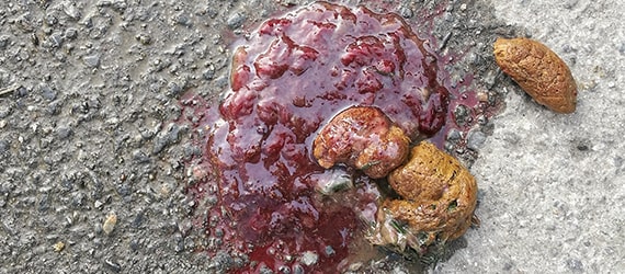 Fresh red blood in a cat's poo on a stone floor