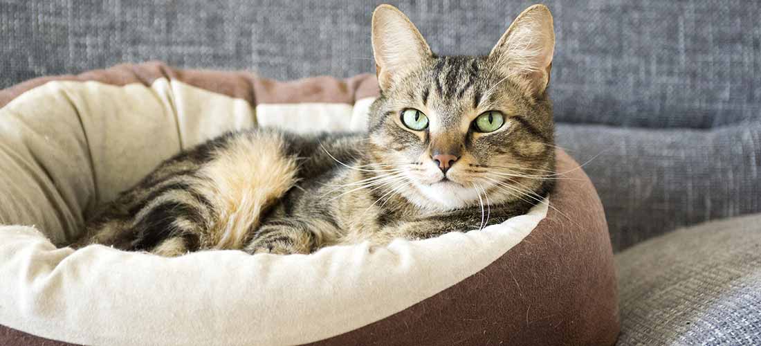 A tabby cat in bed