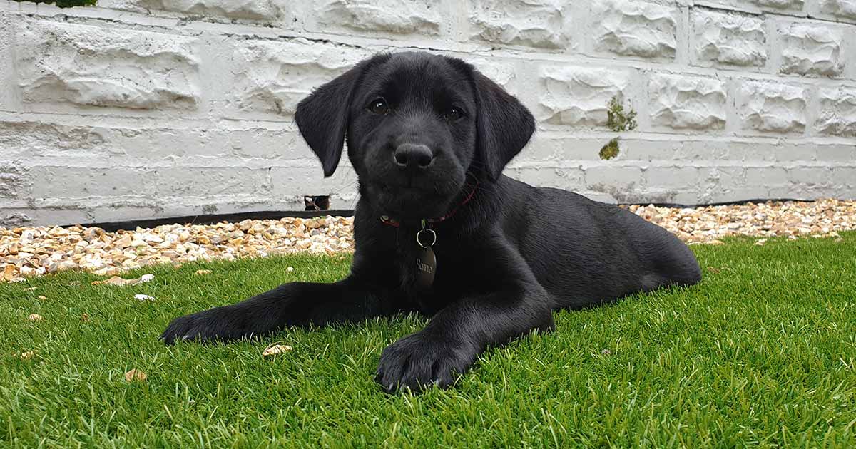 how to train your labrador puppy at home