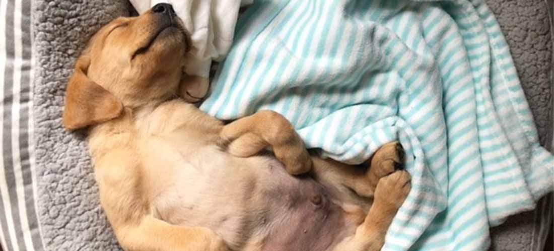 A golden labrador puppy asleep in a grey dog bed with a striped blanket