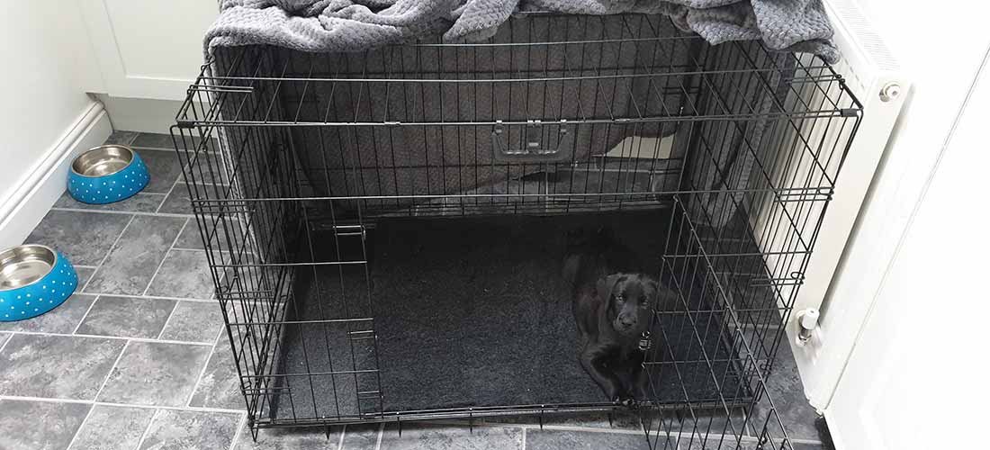 A black labrador puppy in a black crate