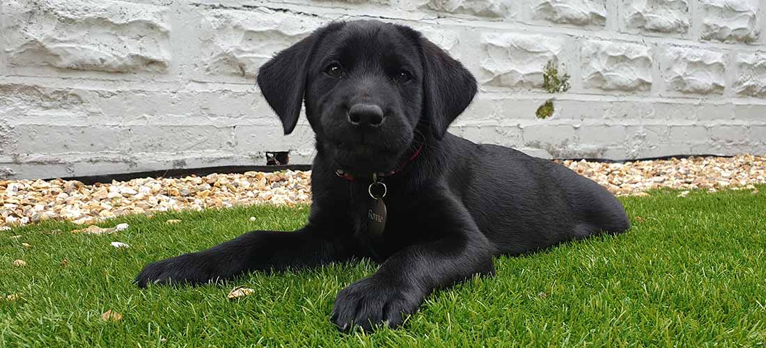 A black labrador puppy lying on grass