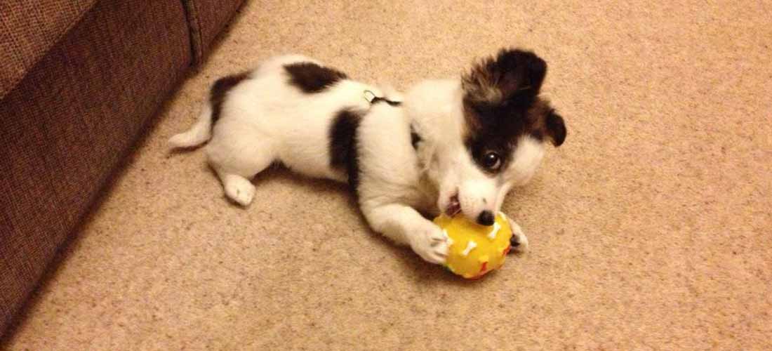 A brown and white puppy lying on floor with squeaky toy