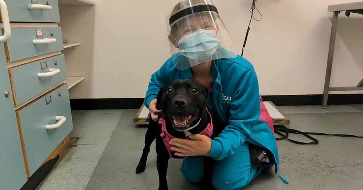 Five jobs where you can work with animals - PDSA Five jobs where you can work with animals - PDSA