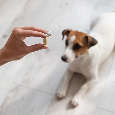 A hand holding a tablet in the foreground with a brown and white dog sitting on the floor