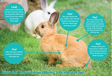 Illustration showing how to know if a rabbit is a healthy shape