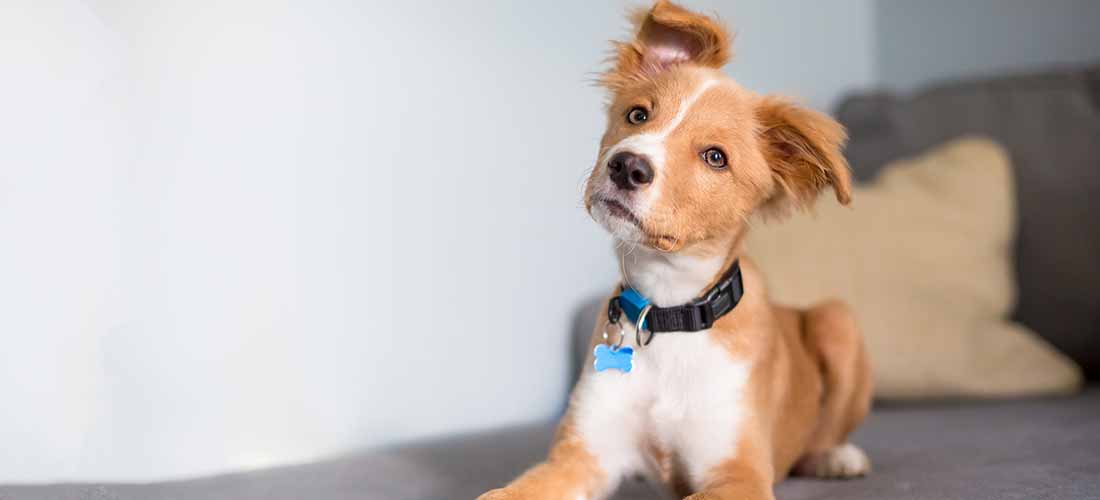 A ginger and white puppy tilting his head