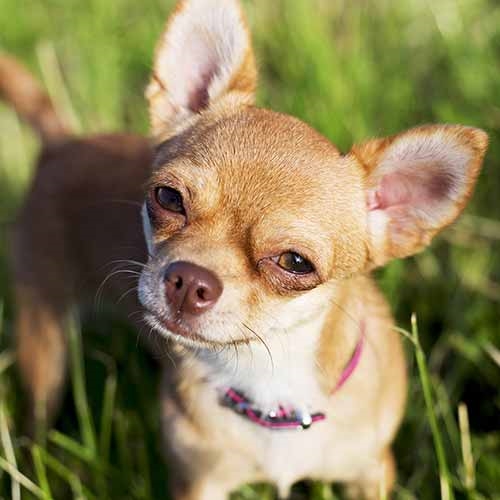 Providing Your Chihuahua With Proper Toys - Chihuahua Training Tips