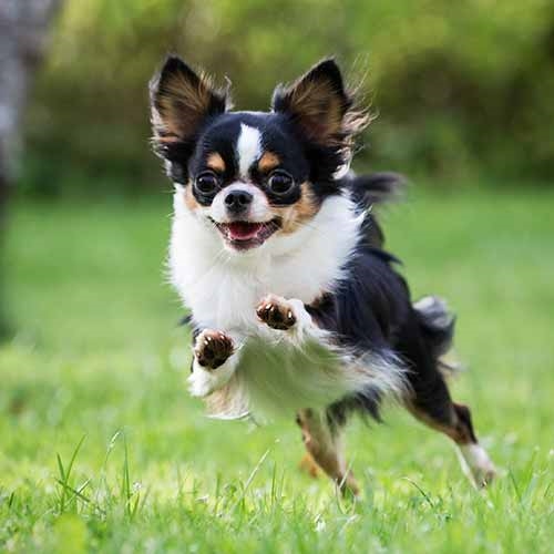 how much exercise does a chihuahua need