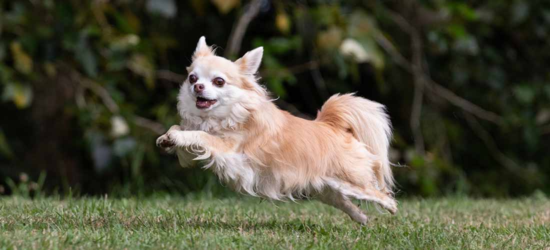 A ginger and white chihuahua dog jumping across grass