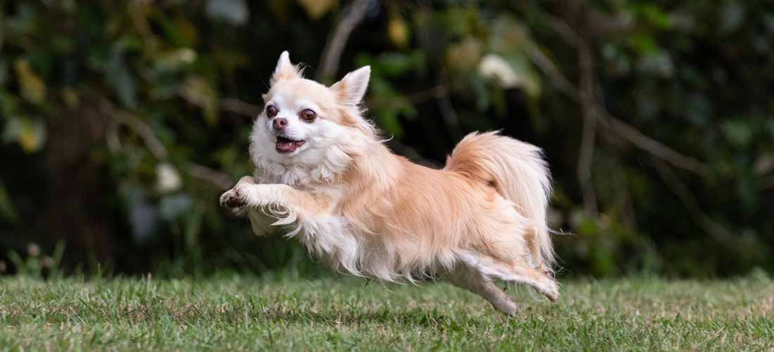 how much exercise does a chihuahua need