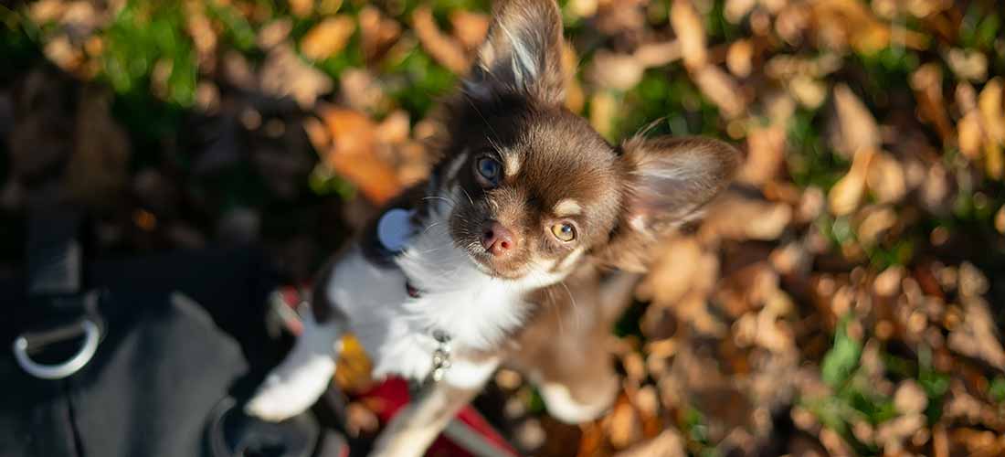 A brown chihuahua dog looking up at camera