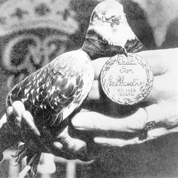 Black and white photograph of G.I. Joe the pigeon