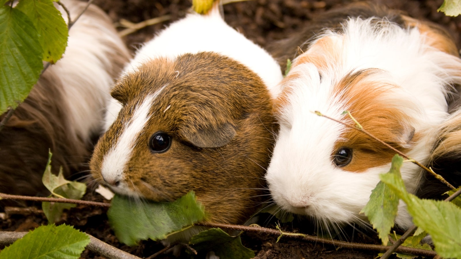 Guinea Pig Awareness Week PDSA