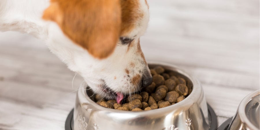 Dog eating dog food from a metal dog bowl
