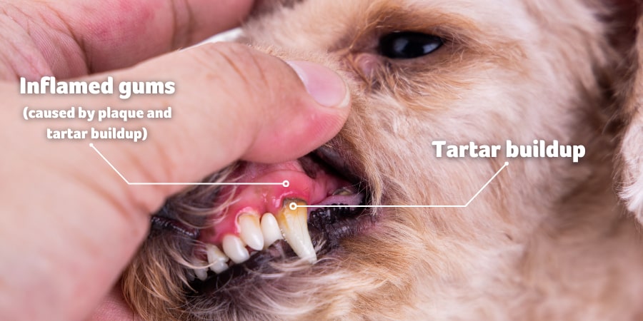 Vet checking the tartar buildup on a dog's teeth