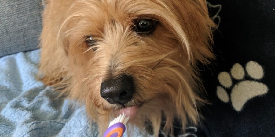 long-furred small brown dog licking a dog tooth-brush