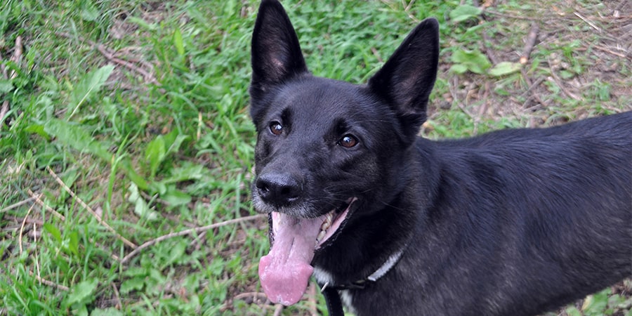 Black dog panting while looking toward viewer