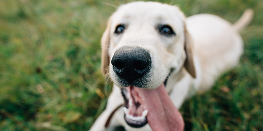 Labrador with tongue hanging out