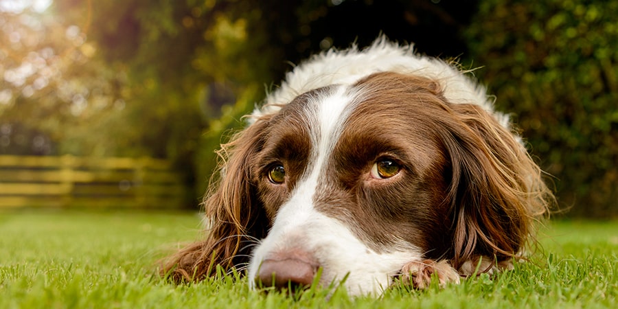 Brown and white dog lying down looking at viewer