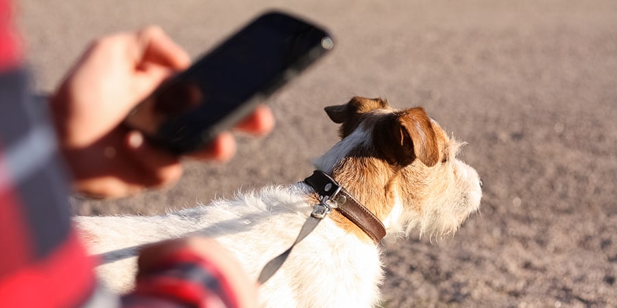Owner checking phone not paying attention to dog