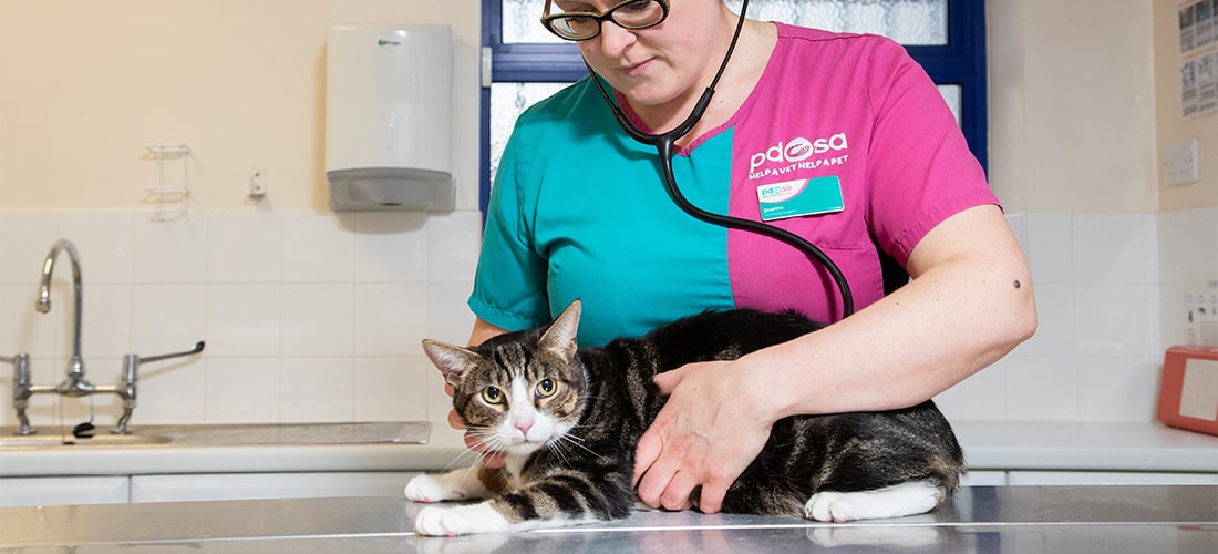 Toby getting checked over by PDSA Vet Joanne Trow