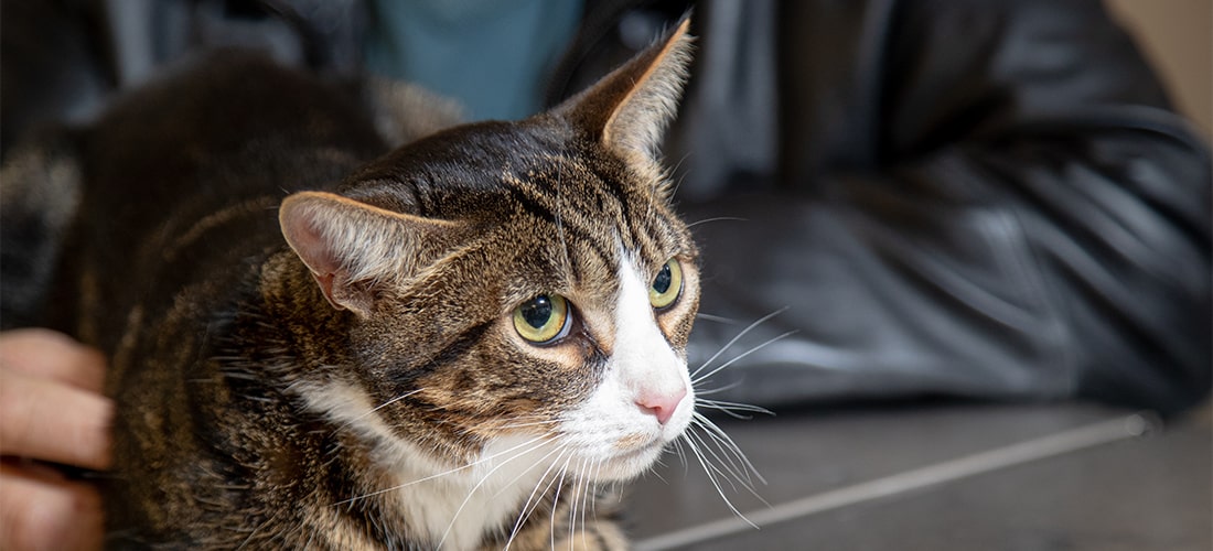 Toby the cat in the consultation room