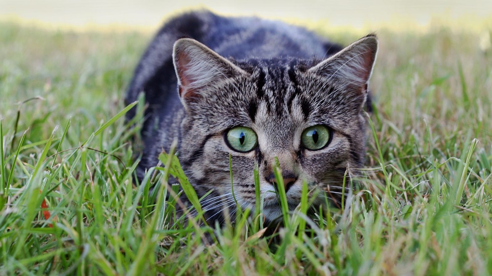Vet Q&A Why is my cat hunting? PDSA