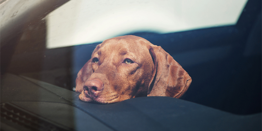 What Is The Law On Leaving Dogs In Cars