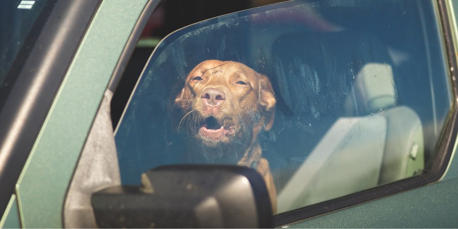Dog inside car on sunny day looking out the window looking distressed