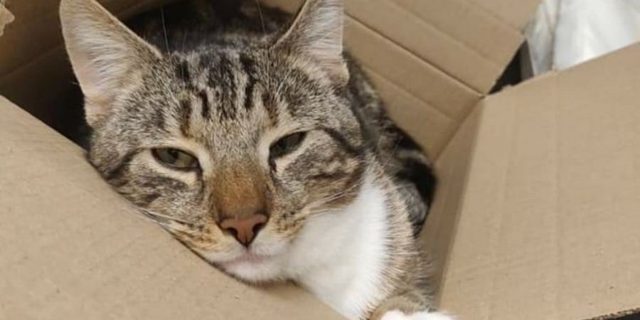 Saturn looking sleepy in a cardboard box