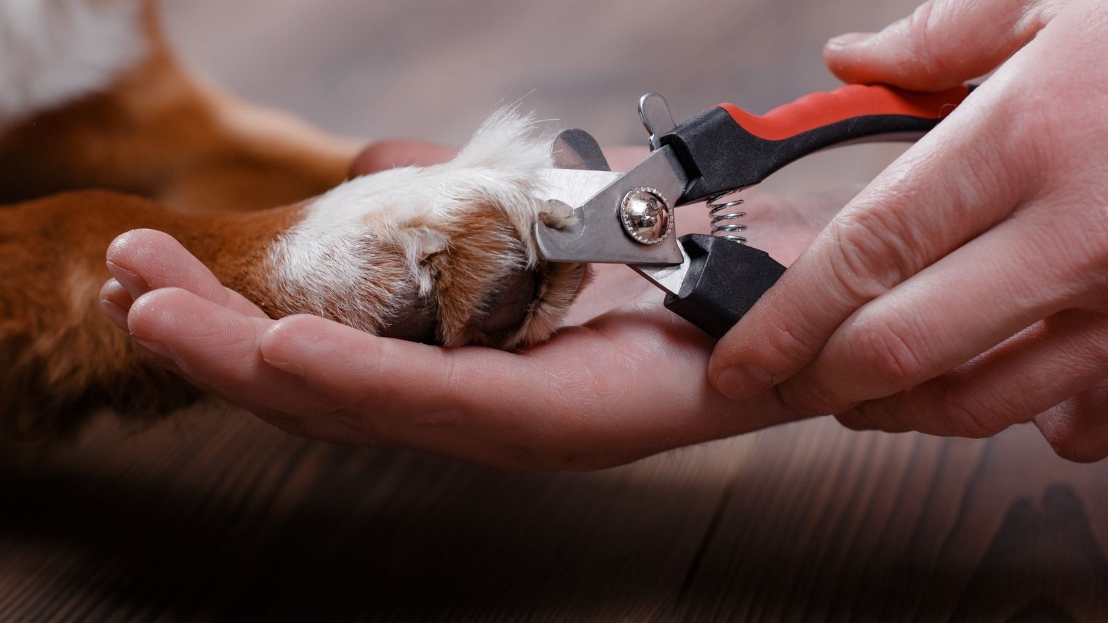 Vet Q&A: How do I cut my dog's nails safely? - PDSA
