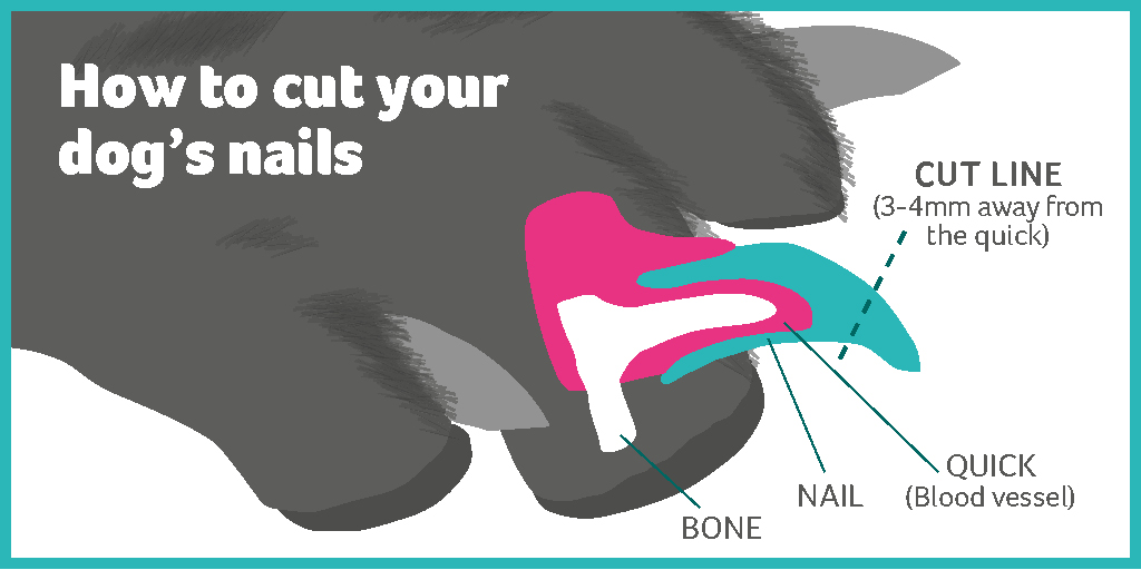 How to Cut Your Dog's Black Nails - Stress-free Grooming Tips - We live in  a flat