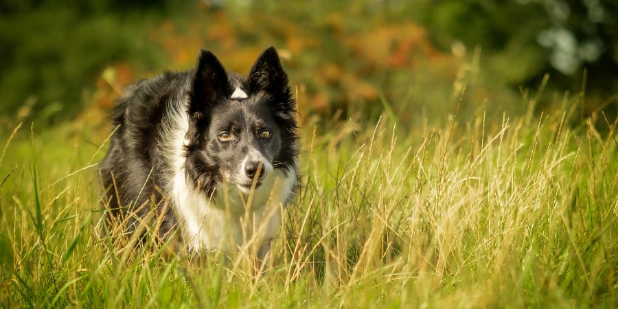 how do you train a dog with high prey drive