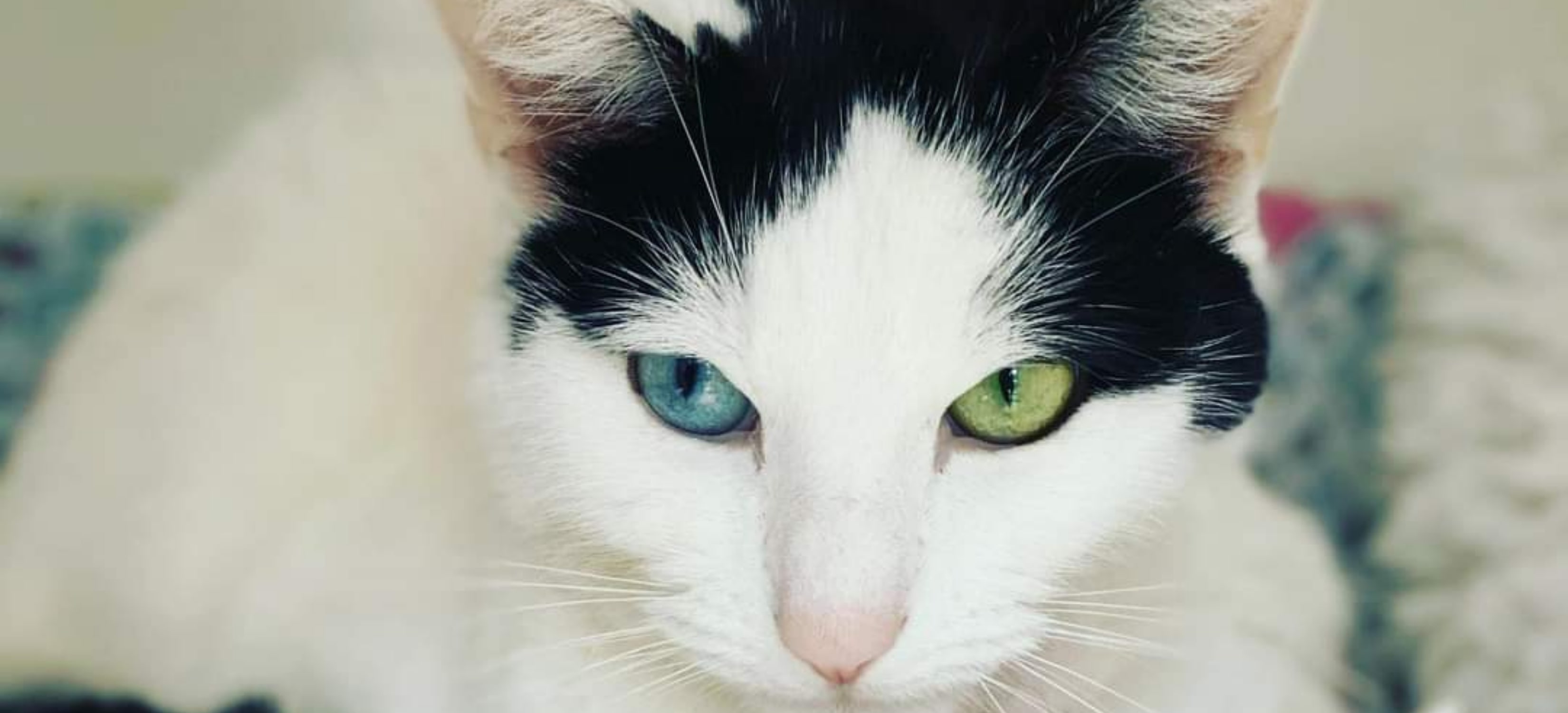 Close up of Irwin showing his one green and one blue eye.