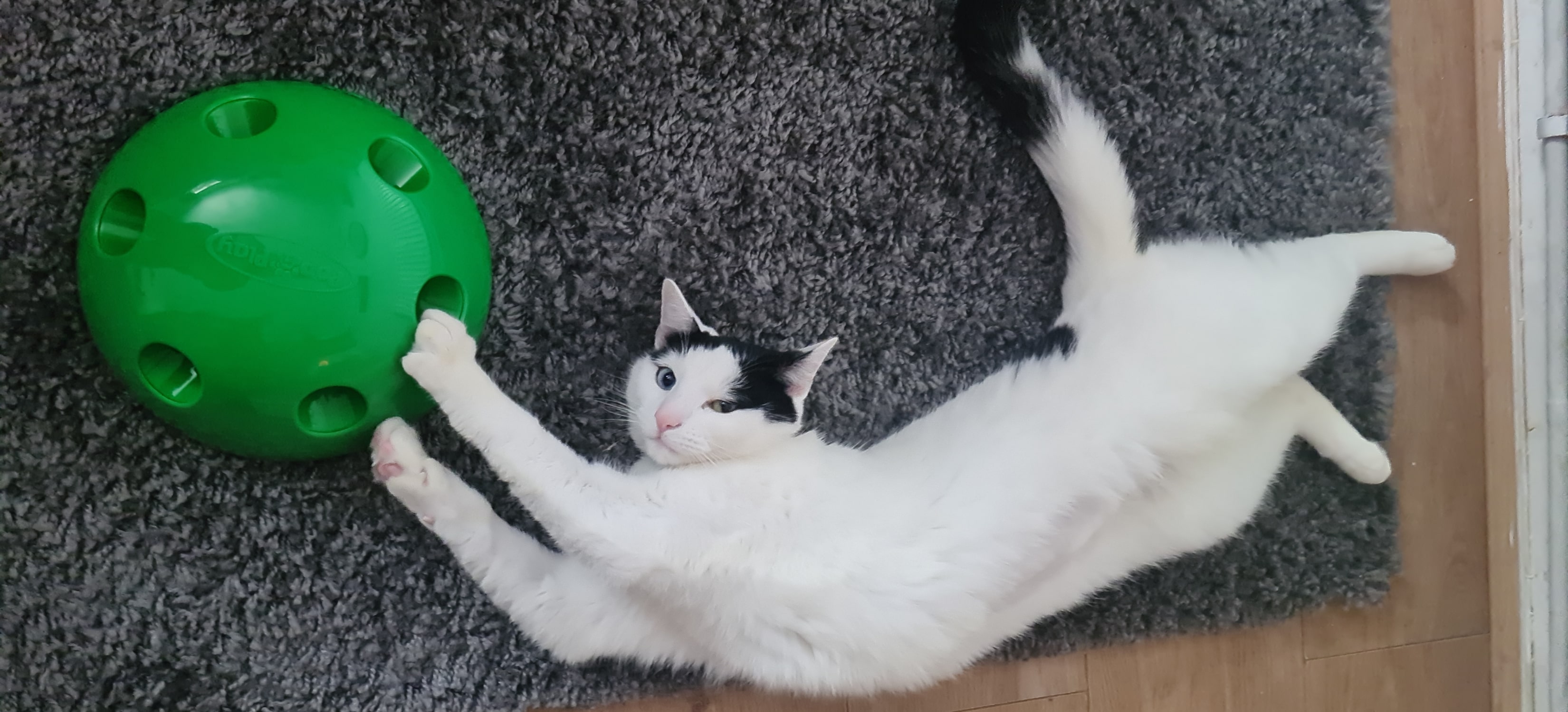 Irwin recovered playing with a green cat toy