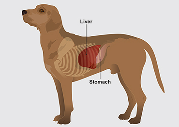 how can you prevent liver cancer in dogs