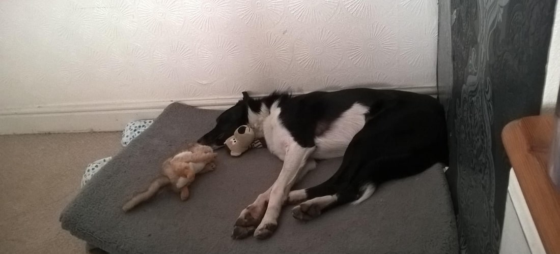 Image showing Nels at home, resting with his toys