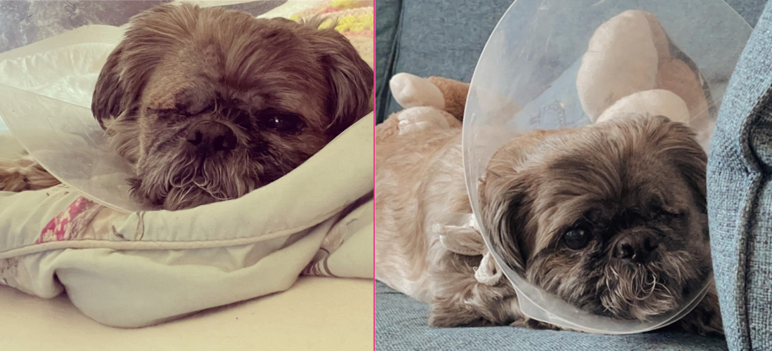 Images showing Poppy recovering after an unprovoked attack from another dog meant PDSA vets had to remove her damaged eye