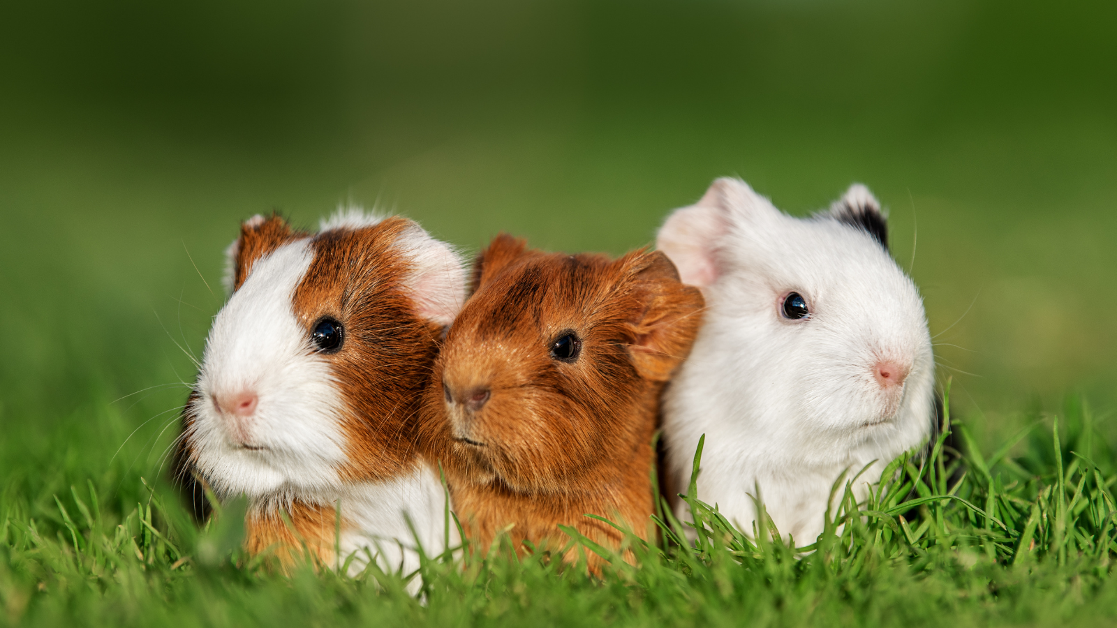 Cool sales guinea pigs