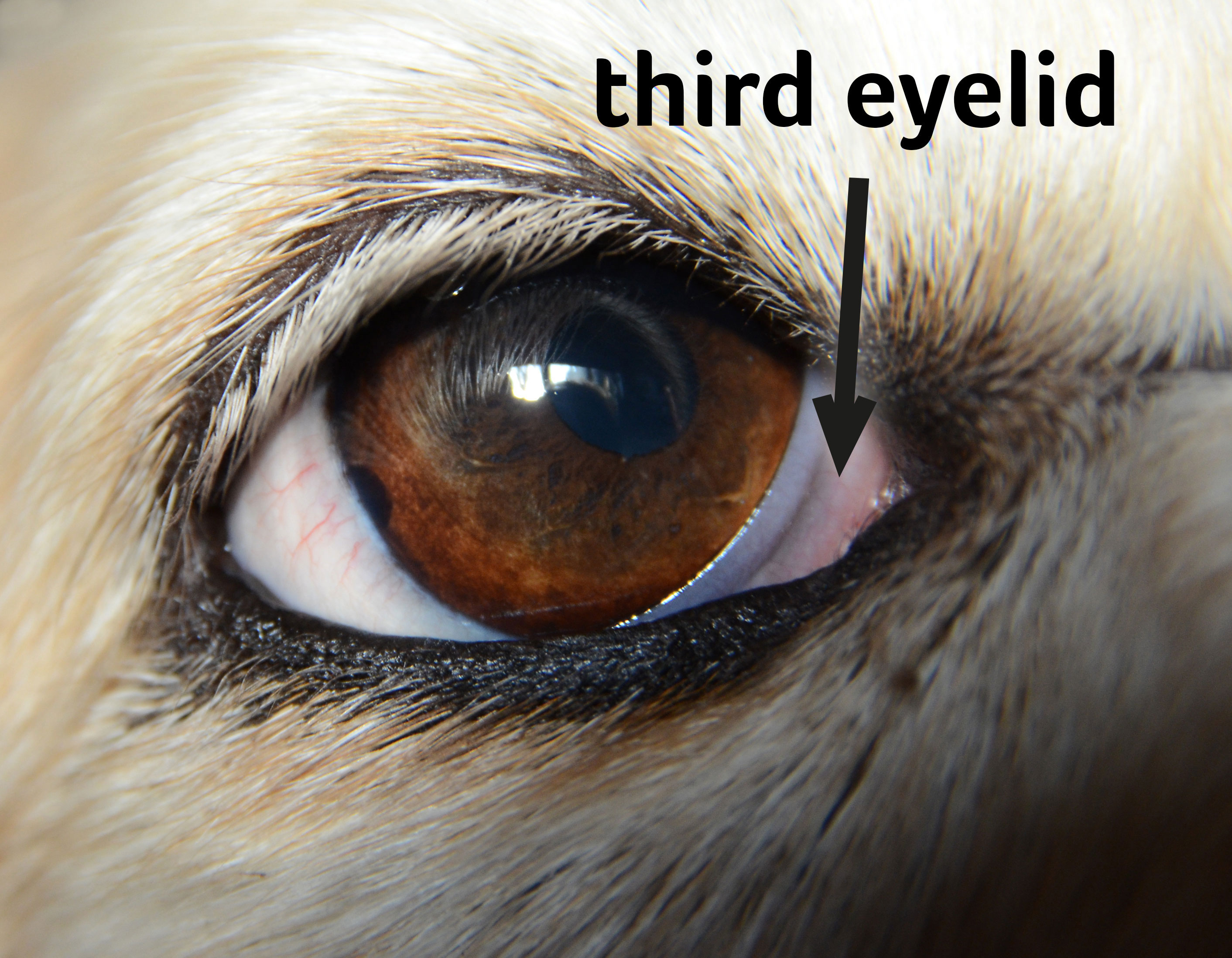 Photo of a dog's third eyelid